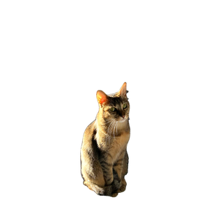 A Close Up Of A Cat Sitting Calmly On Furniture In A Sunlit Room. 16502 - Cat PNG image with transparent background